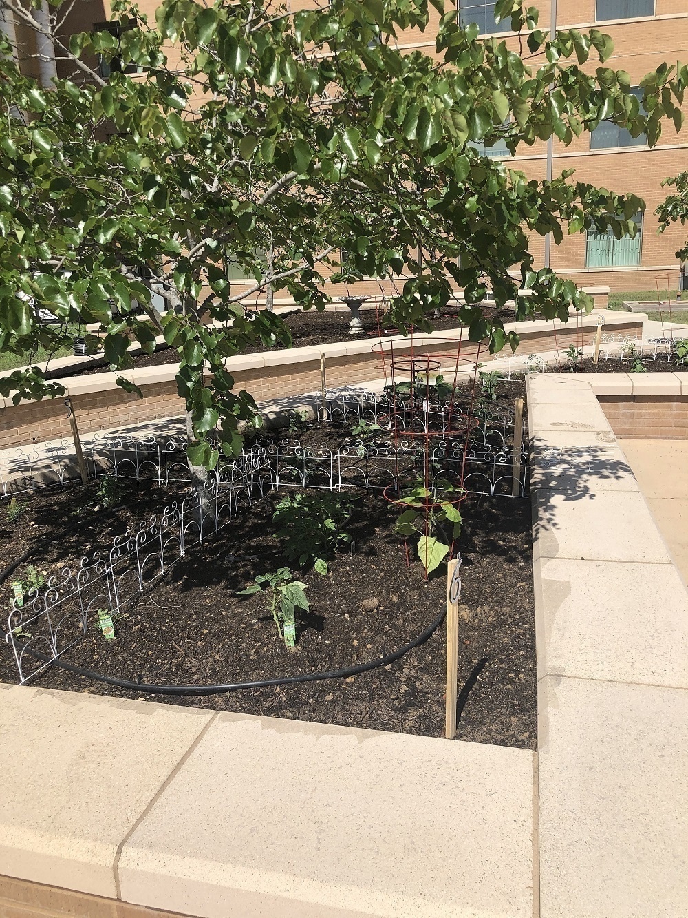 ARCP Soldiers get green thumbs