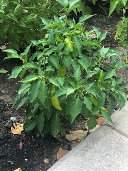 ARCP Soldiers get green thumbs