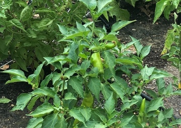 ARCP Soldiers get green thumbs