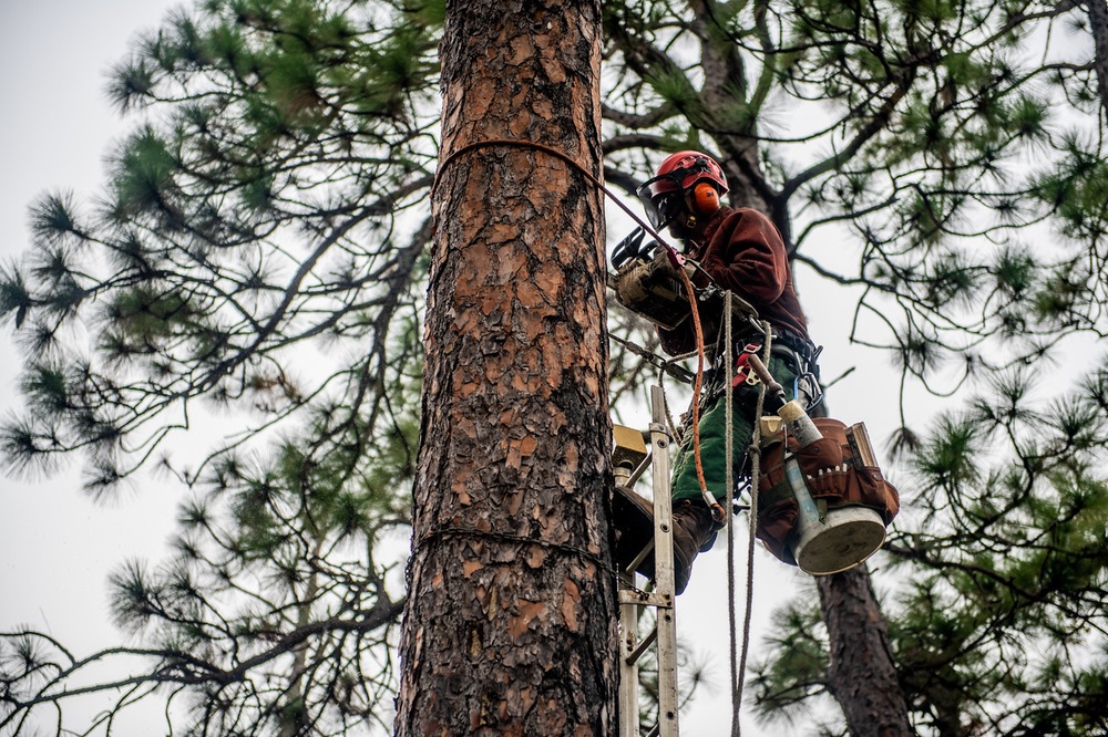 Climbing the pines, wildlife biologists put in ready-made homes to help woodpeckers thrive