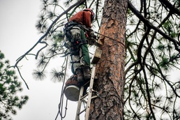 Climbing the pines, wildlife biologists put in ready-made homes to help woodpeckers thrive