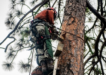 Climbing the pines, wildlife biologists put in ready-made homes to help woodpeckers thrive