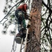 Climbing the pines, wildlife biologists put in ready-made homes to help woodpeckers thrive