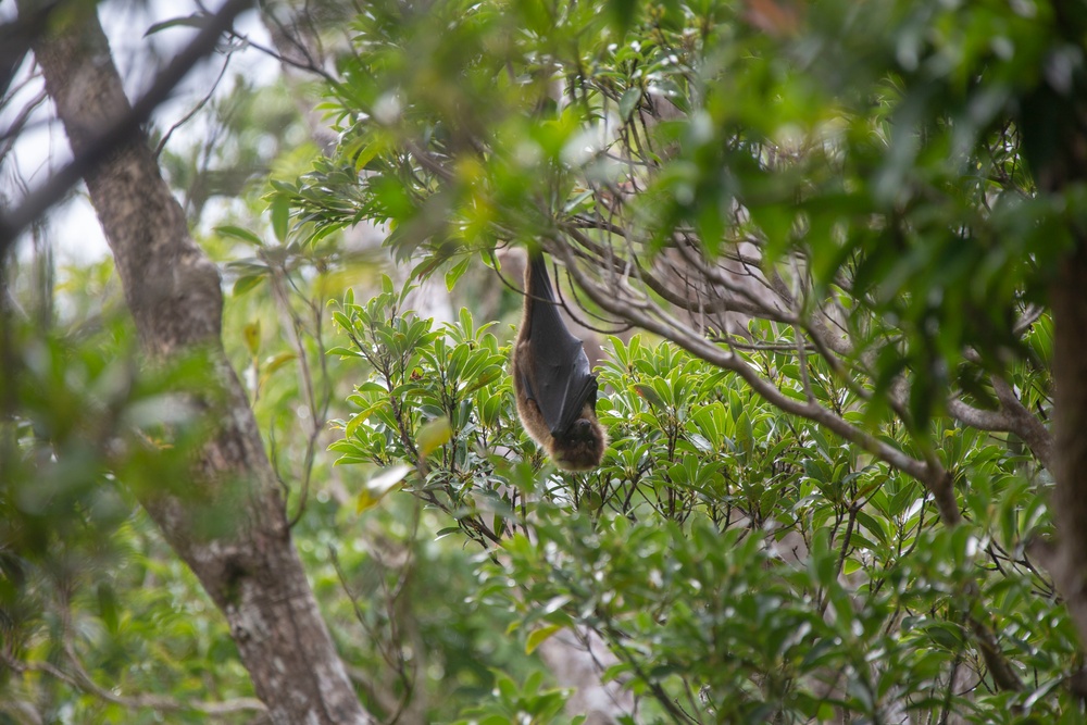 Marines and Sailors aboard USS America Conduct Jungle Raid