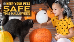 Halloween pet safety in Hawaii
