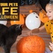 Halloween pet safety in Hawaii