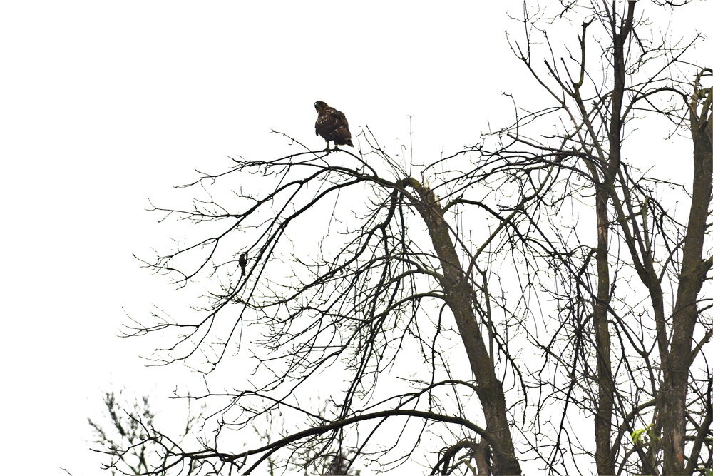 Fort McCoy Wildlife