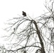 Fort McCoy Wildlife