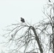 Fort McCoy Wildlife