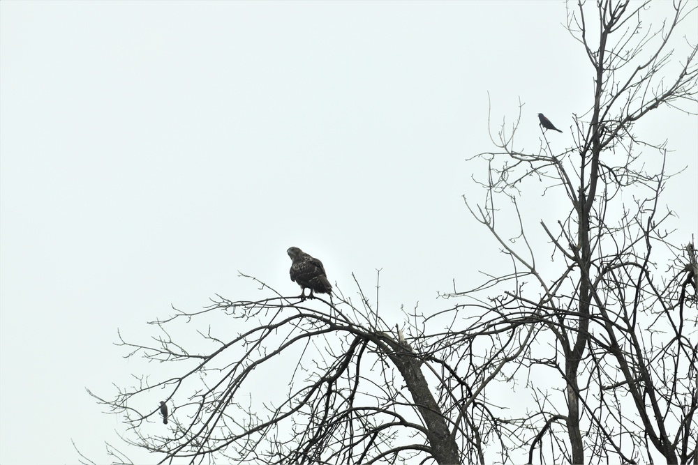 Fort McCoy Wildlife