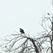 Fort McCoy Wildlife