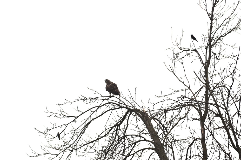 Fort McCoy Wildlife