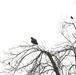 Fort McCoy Wildlife