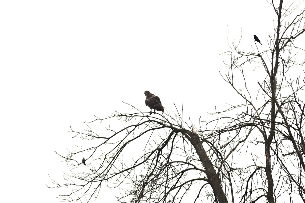Fort McCoy Wildlife
