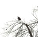 Fort McCoy Wildlife