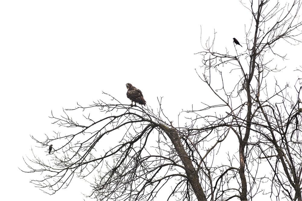 Fort McCoy Wildlife