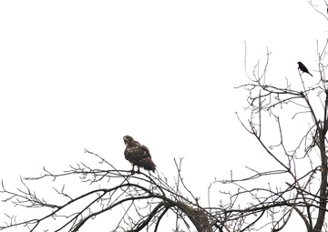 Photo Essay: Fort McCoy Wildlife