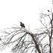 Fort McCoy Wildlife