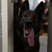 Security Battalion Quantico Supports MEFEX 21.1 with Bomb Sniffing Dog