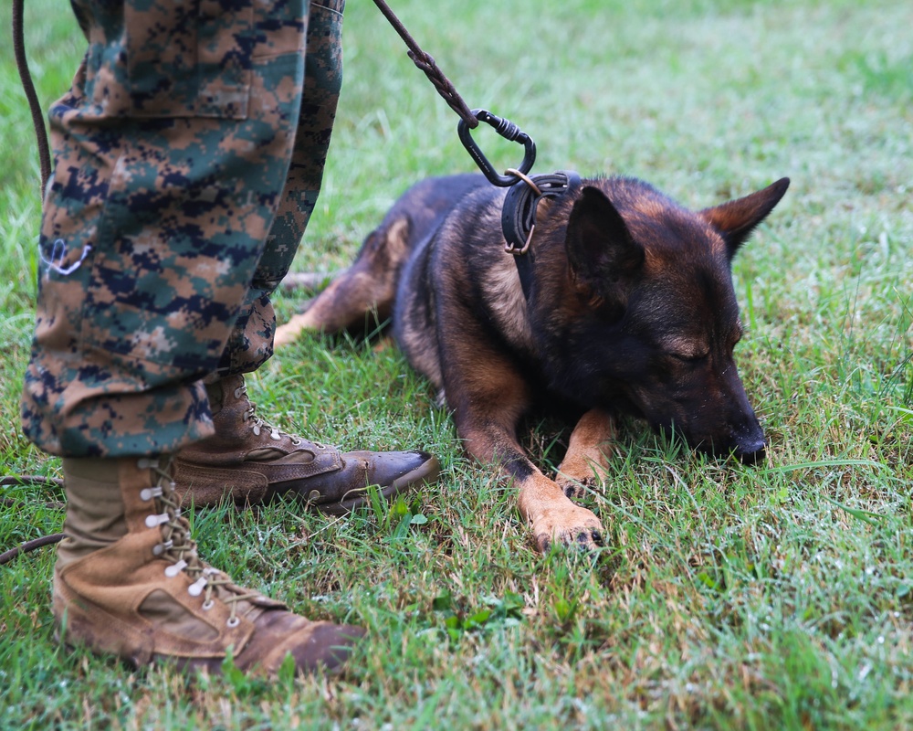 Security Bn Quantico Supports MEFEX 21.1 with Bomb Sniffing Dog