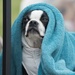 Team Whiteman comes together for Bark in the Park