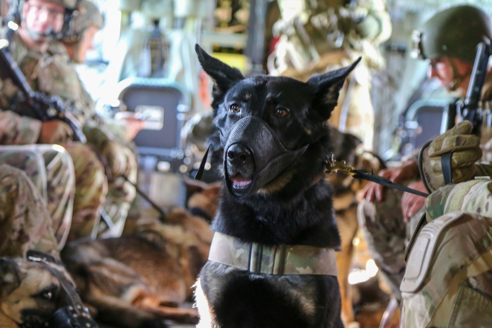 Military Working Dogs get aquainted with Chinooks