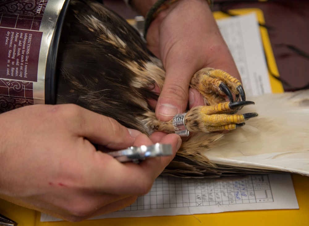 BASH program saves birds and aircraft