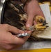 BASH program saves birds and aircraft