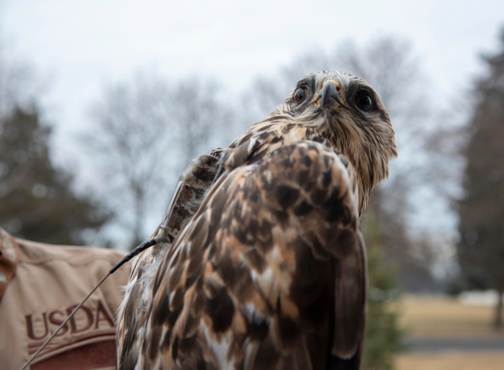 BASH program saves birds and aircraft