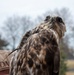 BASH program saves birds and aircraft