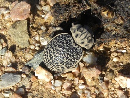 Kirtland AFB wildlife management program tracks (mountain) lions, tigers (not really) and bears