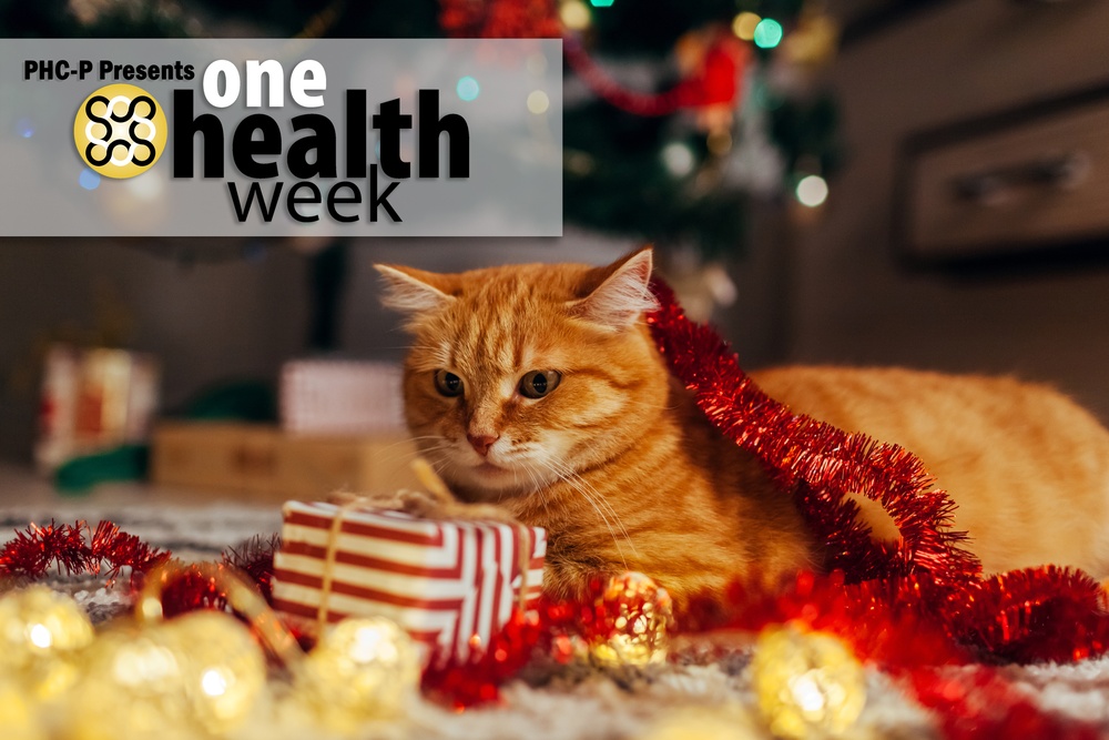 One Health Week: Pet safety during the holidays