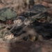 SFAB teaches BIR platoon level tactics