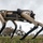 Computerized Canines to join Team Tyndall