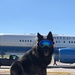 MWD Bruno on a mission