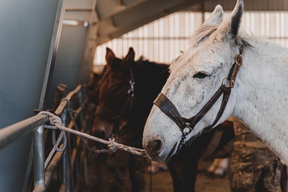 SOF Horsemanship