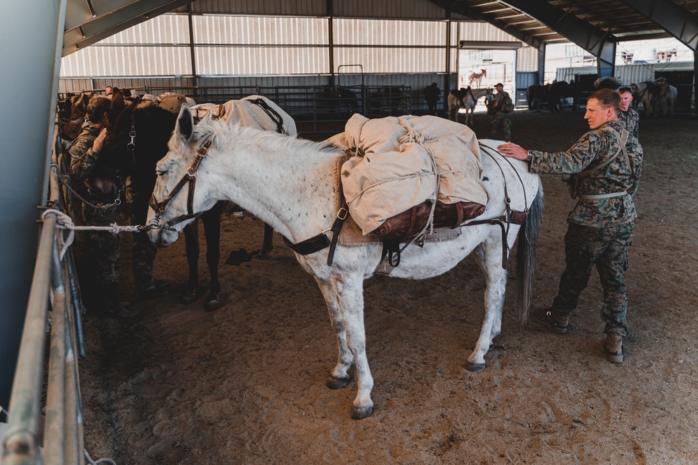 SOF Horsemanship