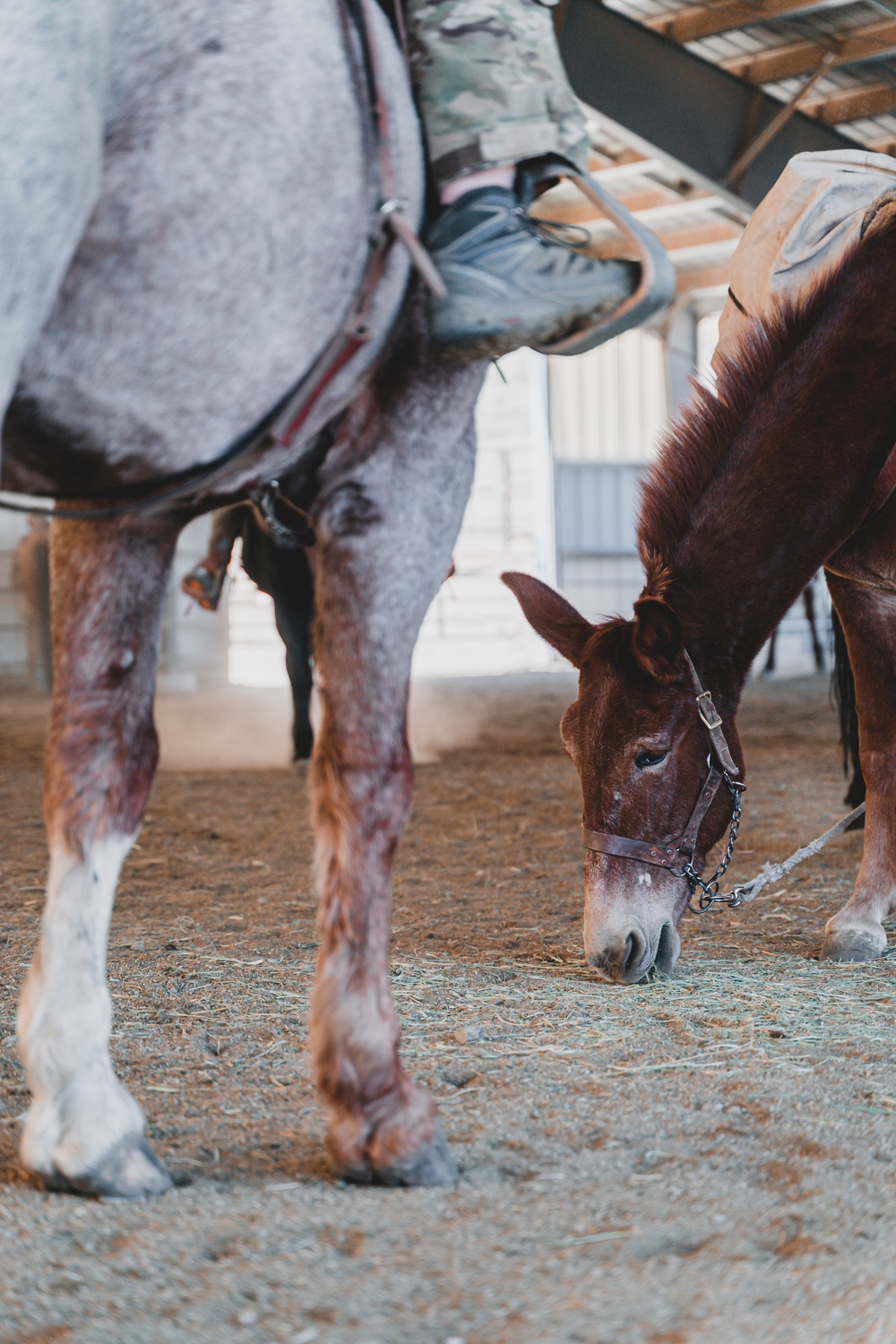 SOF Horsemanship