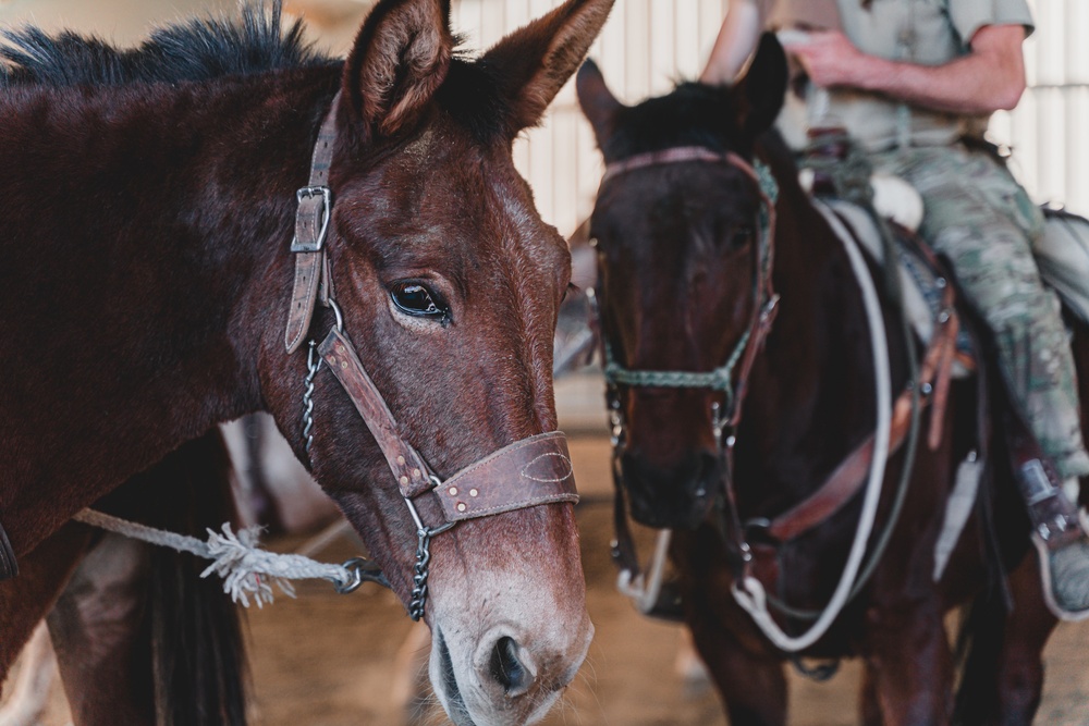 SOF Horsemanship