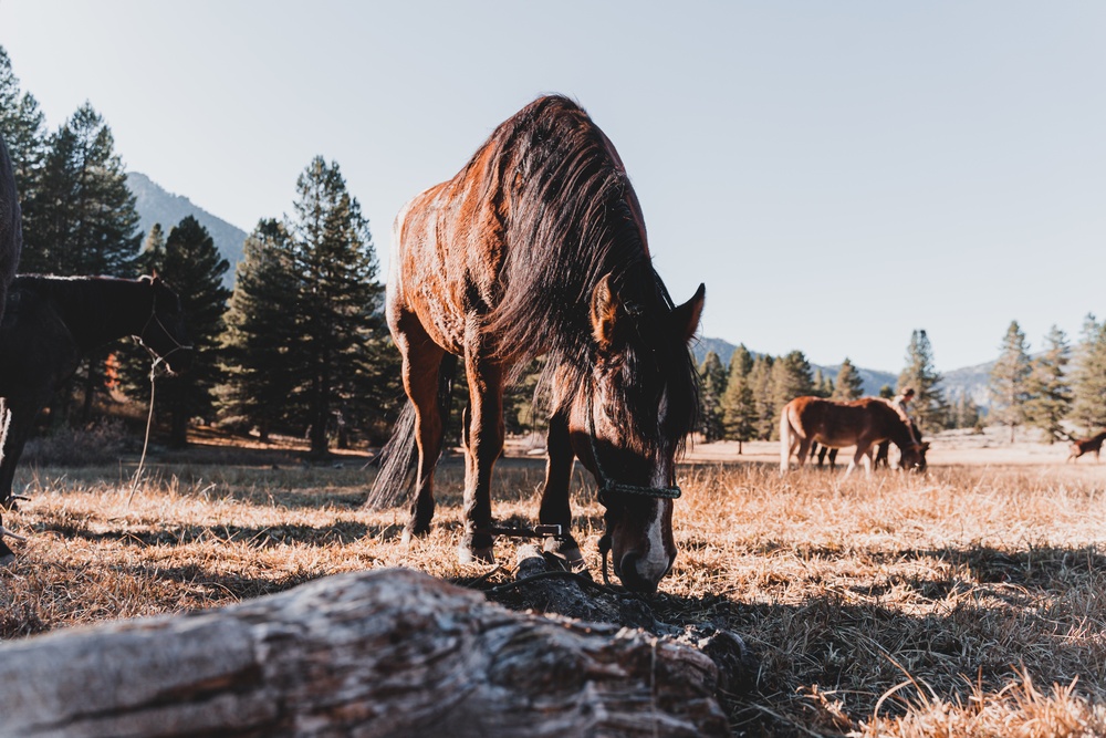 SOF Horsemanship