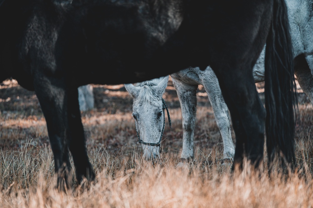 SOF Horsemanship