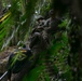 3d Marine Division Marines Execute Basic Jungle Skills Course