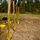 The image depicts a groundbreaking ceremony setup featuring multiple gold-painted ceremonial shovels planted in a mound of sandy soil. Yellow hard hats with reflective orange striping are placed on the ground nearby, suggesting a formal construction commencement event. The setting is an open field bordered by trees and a chain-link fence under an overcast sky.