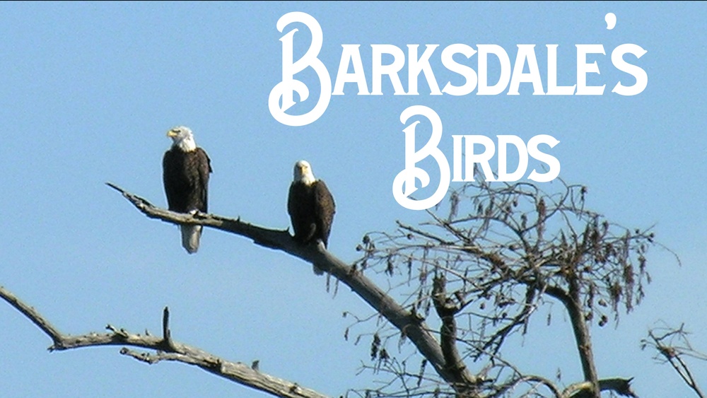 Federal funding for eagles protects Barksdale resources