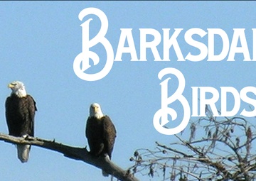 Federal funding for eagles protects Barksdale resources