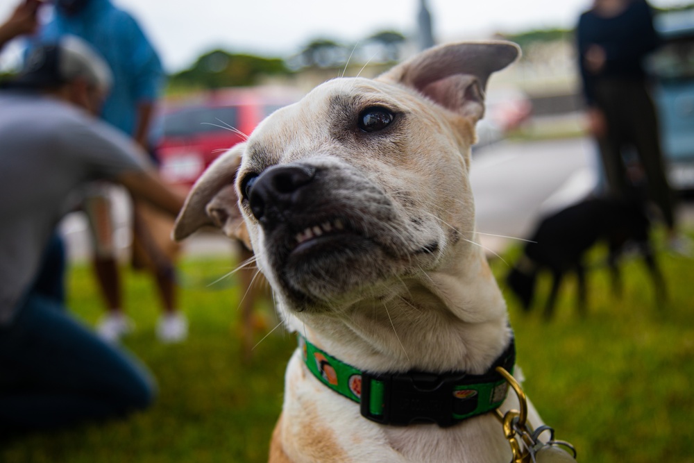 SMP hosts a day of puppy petting and pancake eating