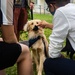 SMP hosts a day of puppy petting and pancake eating