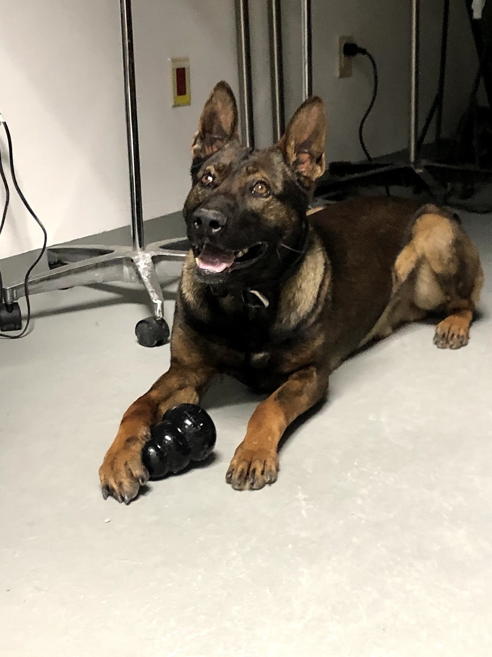 Military Working Dog Kuno in the clinic