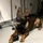 Military Working Dog Kuno in the clinic