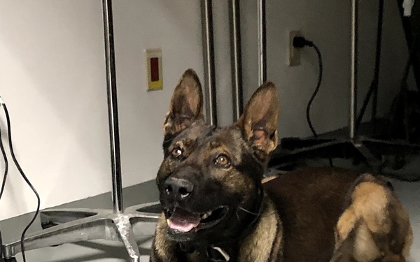 Military Working Dog Kuno in the clinic